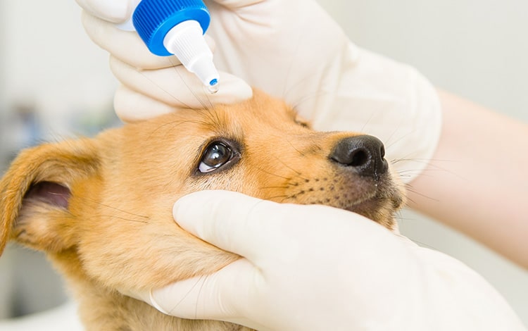 découvrez comment nettoyer efficacement les croûtes de votre chien grâce à nos conseils pratiques et sélection de produits adaptés pour préserver sa peau et son bien-être.