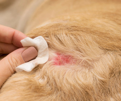 découvrez nos conseils et produits efficaces pour nettoyer les croûtes de votre chien en toute sécurité et favoriser sa guérison rapidement.