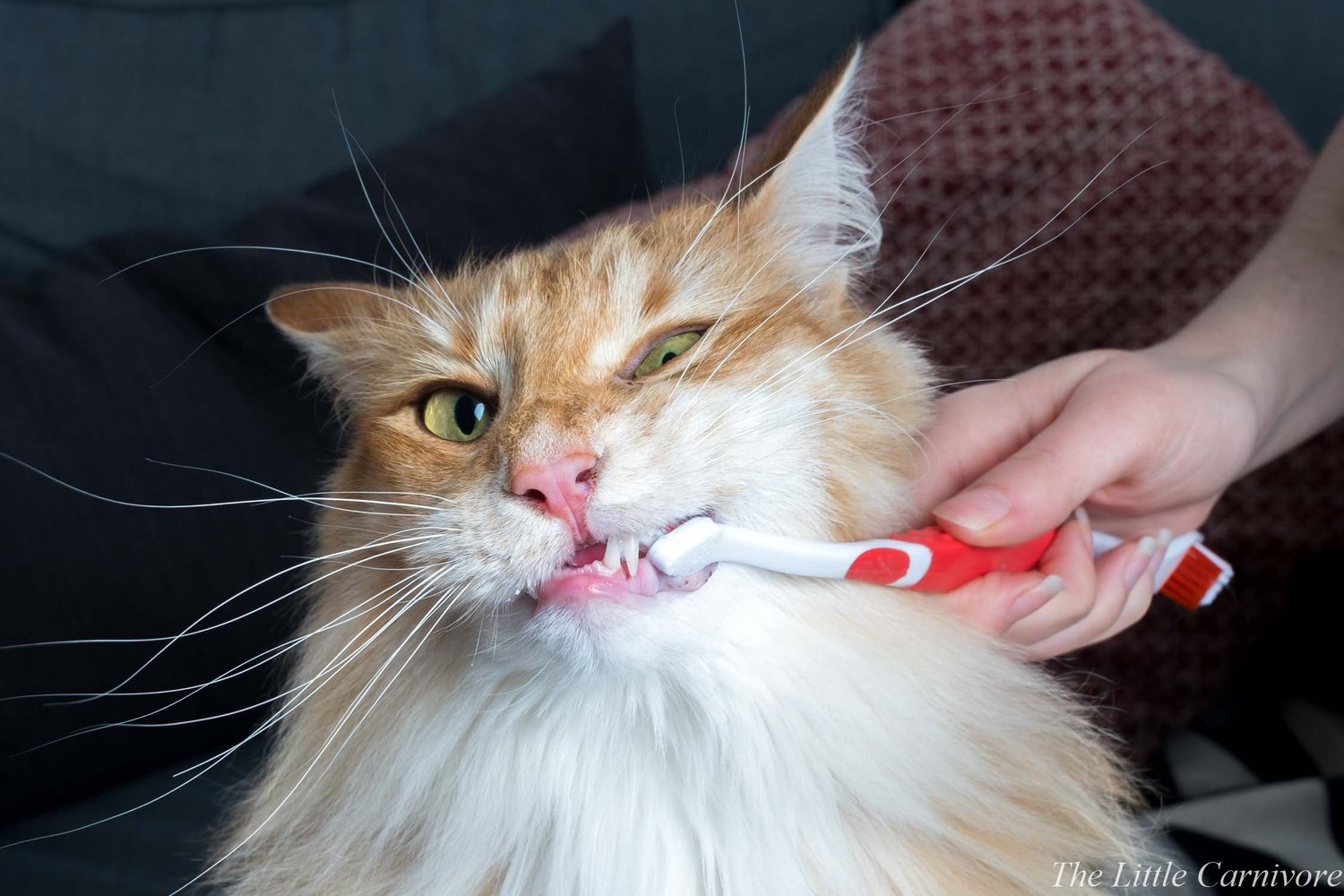 découvrez les traitements naturels efficaces pour la parodontite chez le chat en 2025. guide complet pour prendre soin de la santé bucco-dentaire de votre compagnon félin.