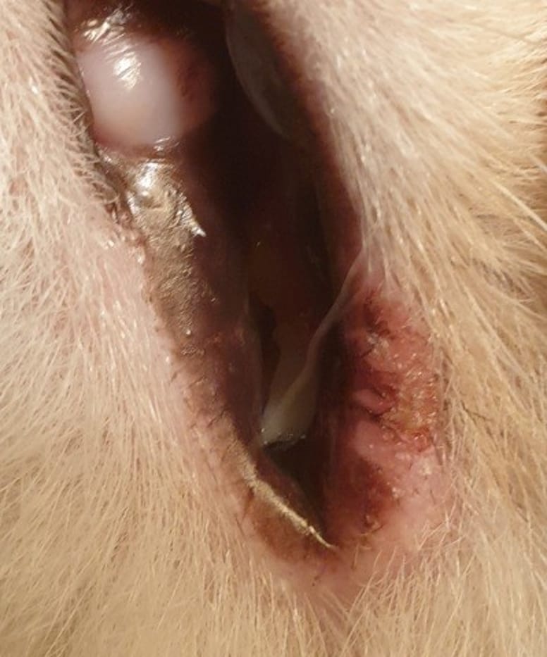 découvrez comment reconnaître, soigner et prévenir les plaies dans la bouche de votre chat pour assurer son bien-être et sa santé bucco-dentaire.