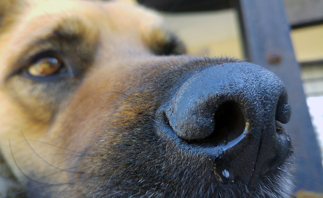 découvrez la plaque museau pour chien 2025, alliant sécurité et confort pour votre compagnon. personnalisable et adaptée à toutes les tailles, elle assure une protection optimale.