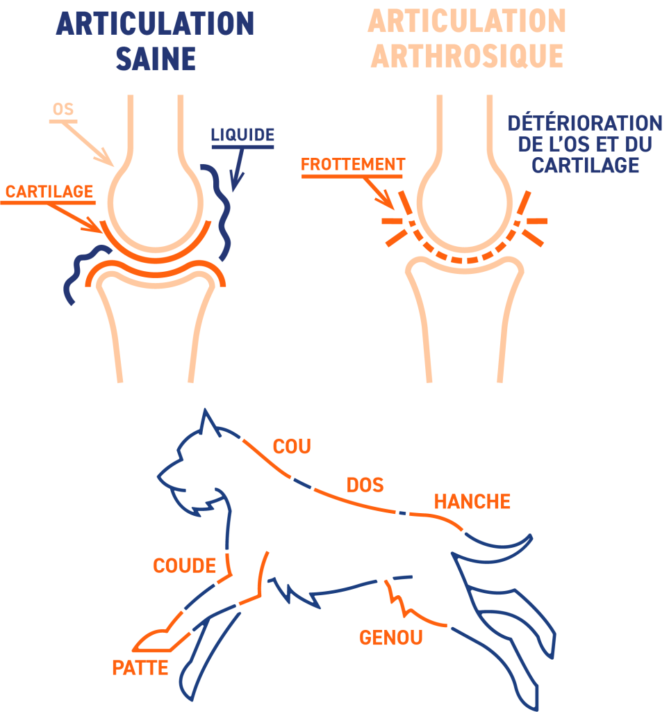découvrez les causes courantes des problèmes de train arrière chez le chien et les traitements efficaces pour soulager votre animal et améliorer sa mobilité.