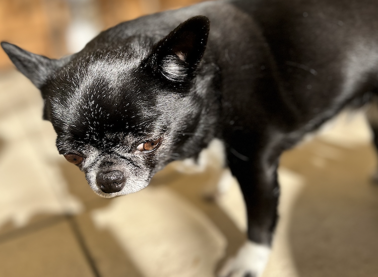 découvrez les causes, symptômes et solutions des problèmes de patte arrière chez le chien pour assurer sa santé et son bien-être.