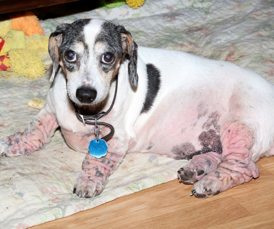 découvrez les causes courantes, symptômes et traitements des problèmes des pattes arrières chez le chien pour assurer leur bien-être et mobilité optimale.