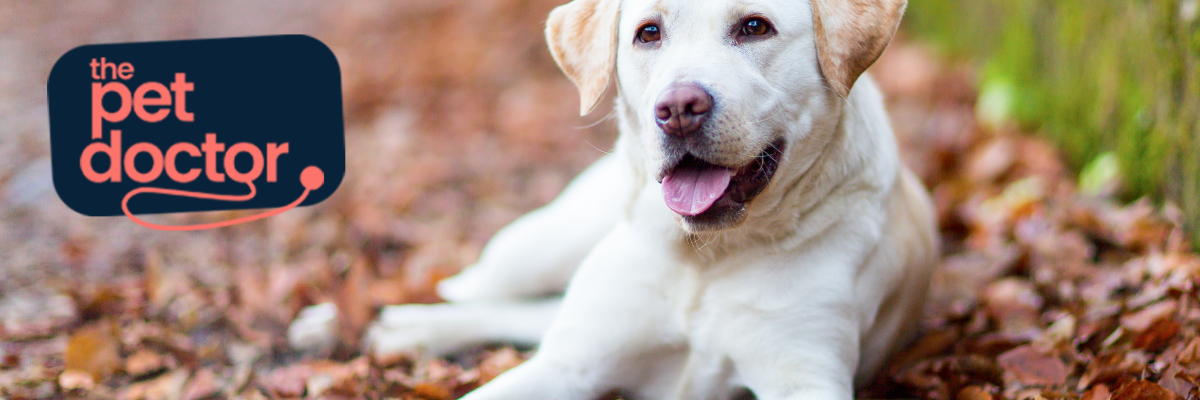 découvrez les causes courantes des problèmes au train arrière chez le chien en 2025 et les solutions efficaces pour assurer son bien-être et sa mobilité.