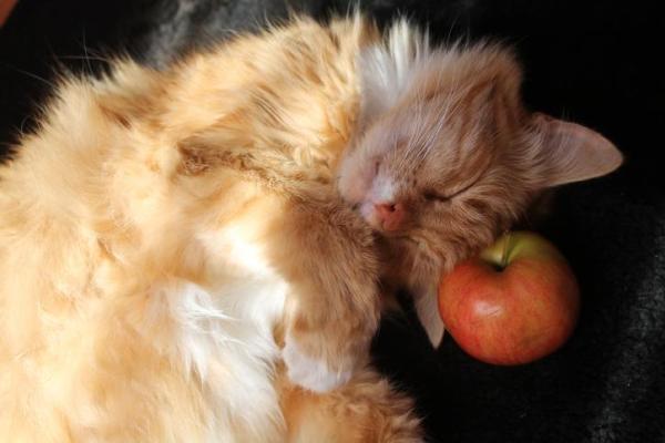 découvrez des remèdes naturels efficaces pour soulager la gingivite chez votre chat et améliorer sa santé bucco-dentaire en douceur.