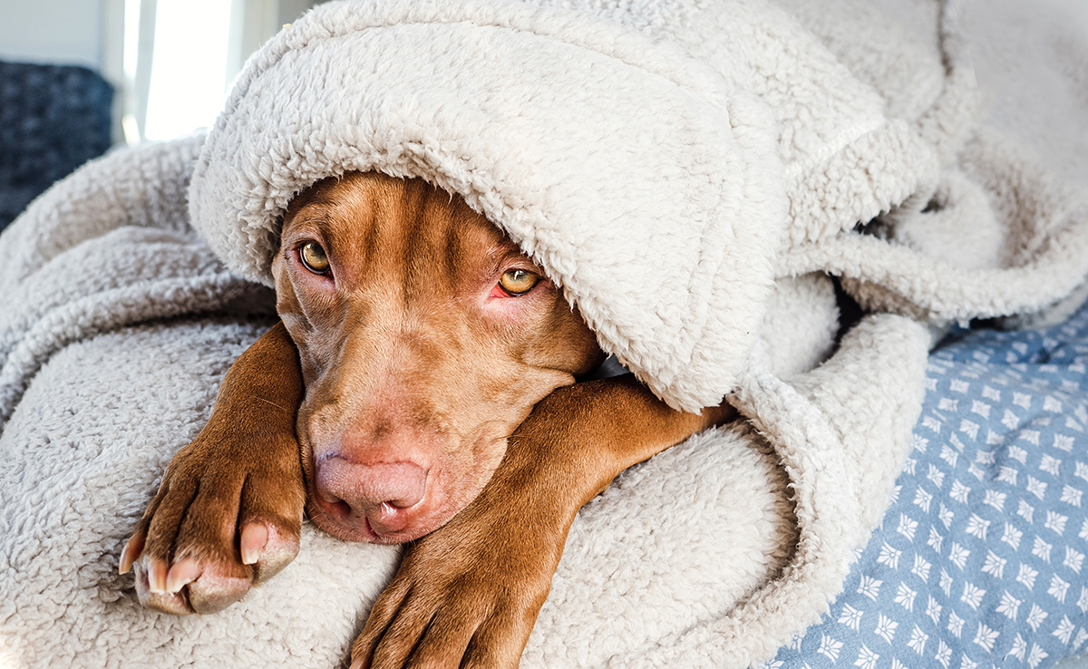 découvrez les causes possibles du sang dans les urines de votre chien et les solutions adaptées pour assurer sa santé en 2025. conseils vétérinaires et traitements efficaces.