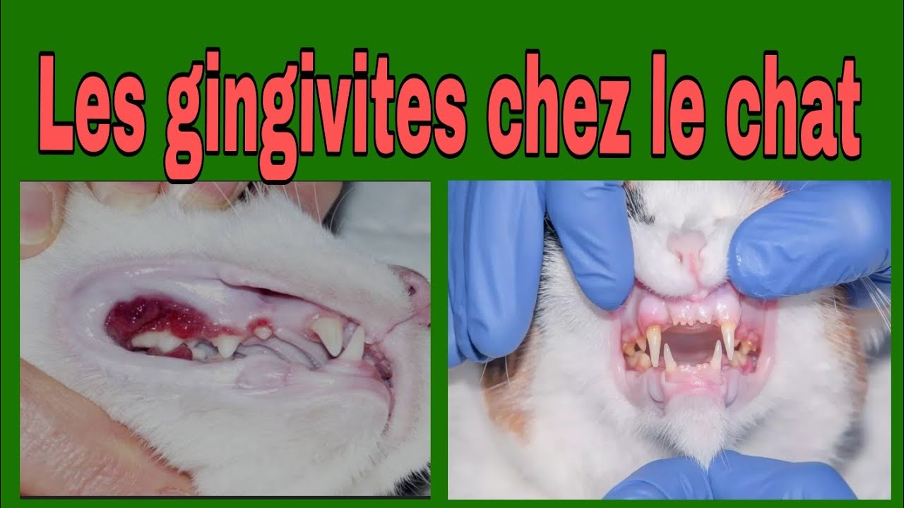 découvrez des remèdes naturels efficaces pour soigner la gingivite de votre chat et améliorer sa santé bucco-dentaire au quotidien.
