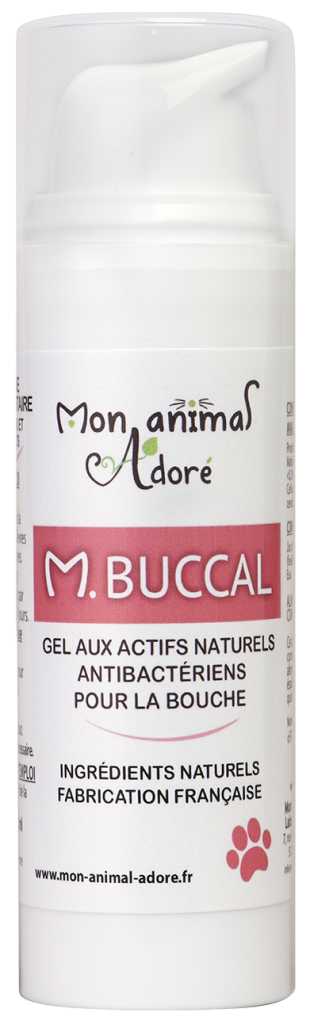 découvrez des conseils efficaces pour soulager la gingivite chez le chat et améliorer la santé bucco-dentaire de votre compagnon félin.