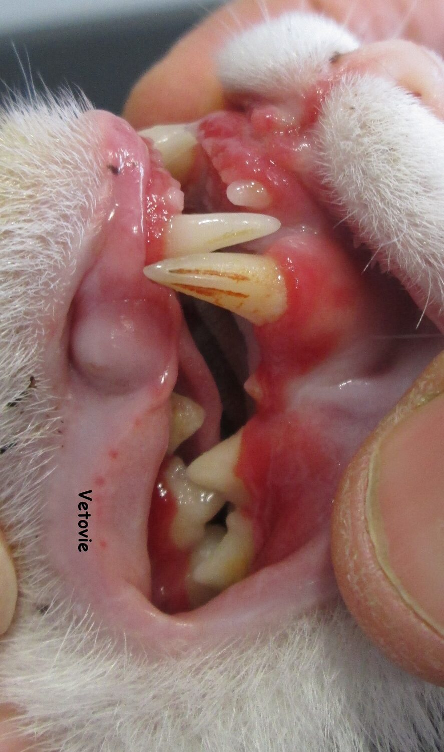 découvrez les causes, les symptômes et les traitements de la stomatite chez le chat pour assurer le bien-être de votre compagnon félin.