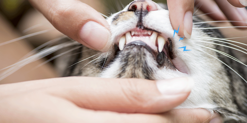 découvrez les symptômes de la stomatite chez le chat pour reconnaître rapidement cette inflammaton buccale et assurer un traitement adapté à votre compagnon.