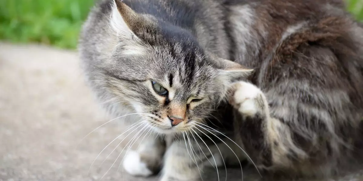 découvrez les bienfaits du thym comme vermifuge naturel pour chats, une solution efficace et naturelle pour protéger votre compagnon contre les parasites intestinaux.