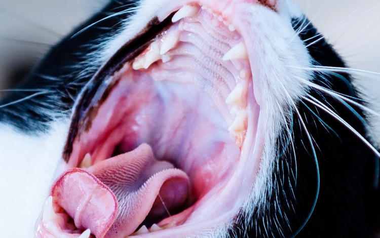 découvrez des traitements naturels efficaces pour soulager la stomatite chez le chat et améliorer son confort buccal au quotidien.