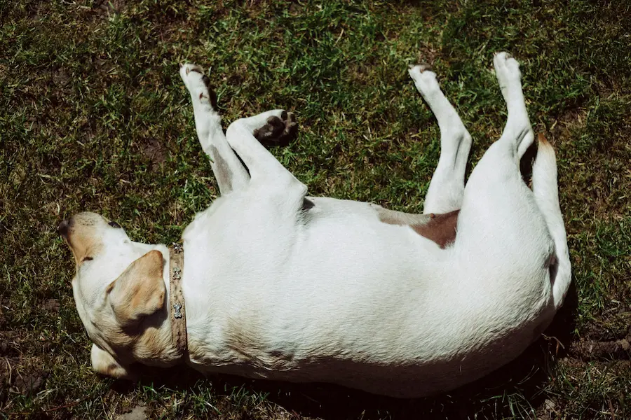 découvrez les causes possibles des gargouillements du ventre chez le chien et quand cela doit vous inquiéter. conseils pour identifier les symptômes et agir rapidement.