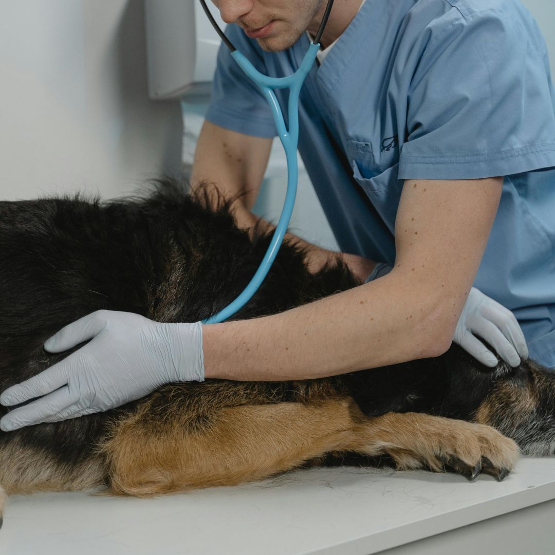 découvrez les causes courantes des gargouillements du ventre chez le chien et les solutions efficaces pour apaiser son confort digestif.