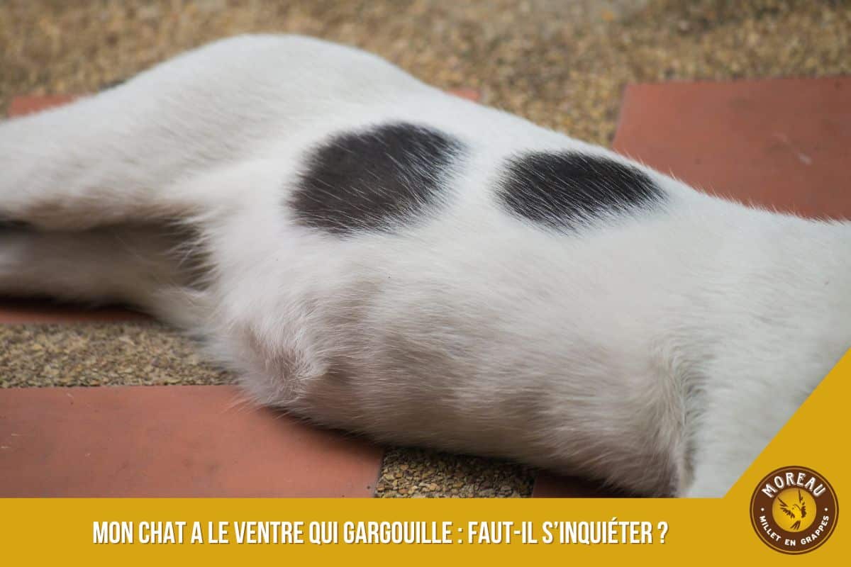 découvrez les causes courantes des gargouillements du ventre chez le chien et apprenez quelles solutions adopter pour apaiser ses maux digestifs.