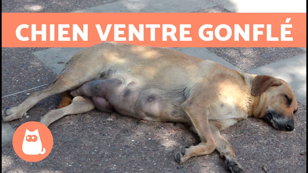 découvrez les causes courantes des gargouillements du ventre chez le chien et les solutions efficaces pour apaiser ces bruits digestifs.