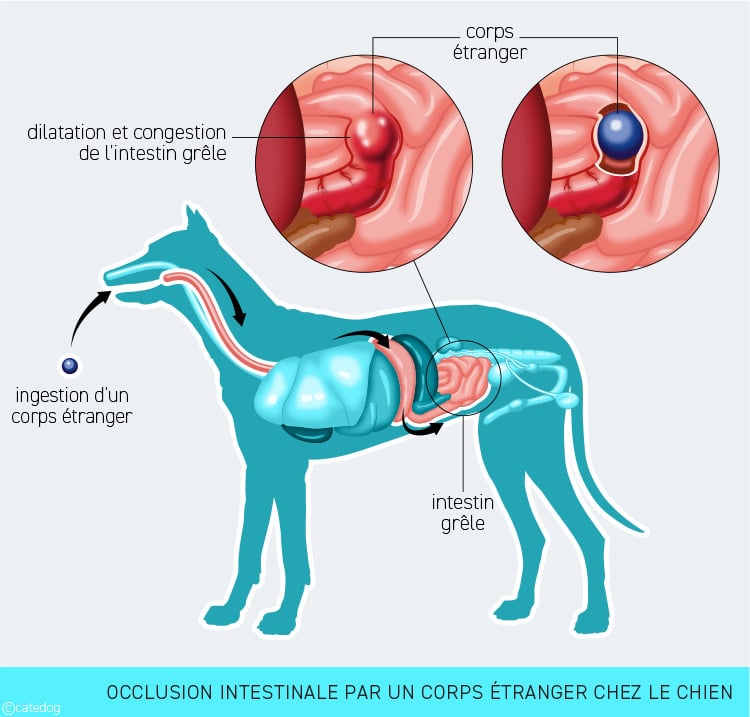 découvrez les principales causes des gargouillements du ventre chez le chien et trouvez des solutions efficaces pour apaiser ses maux digestifs.