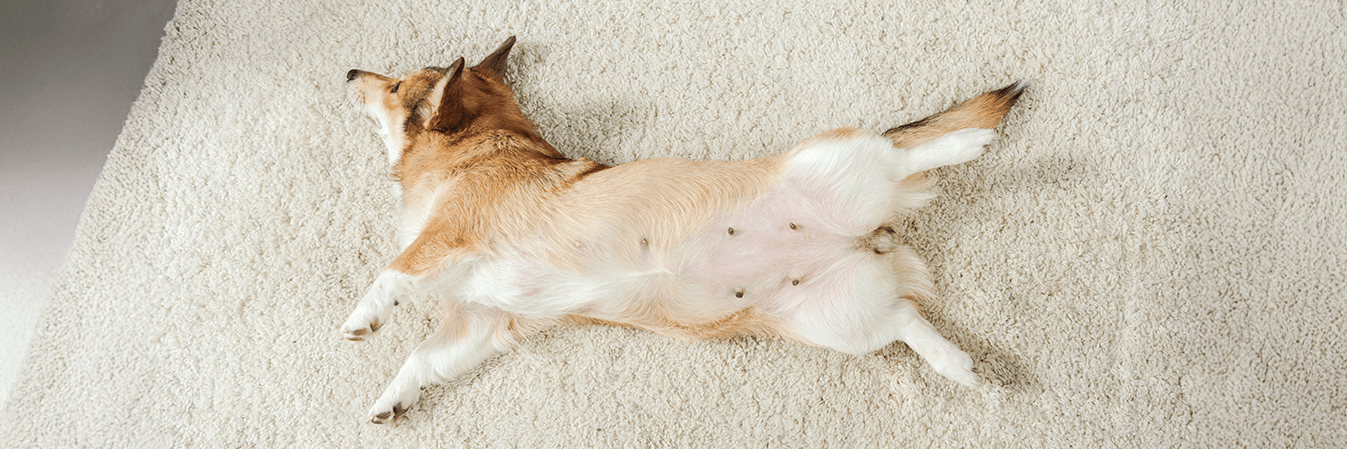 découvrez les causes courantes du ventre qui gargouille chez le chien, les symptômes à surveiller et les conseils pour soulager votre compagnon à quatre pattes.