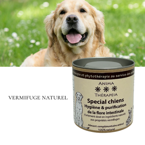 découvrez si l'ail est un vermifuge naturel efficace pour chien, ses bienfaits, précautions d'utilisation et alternatives pour protéger la santé de votre compagnon.