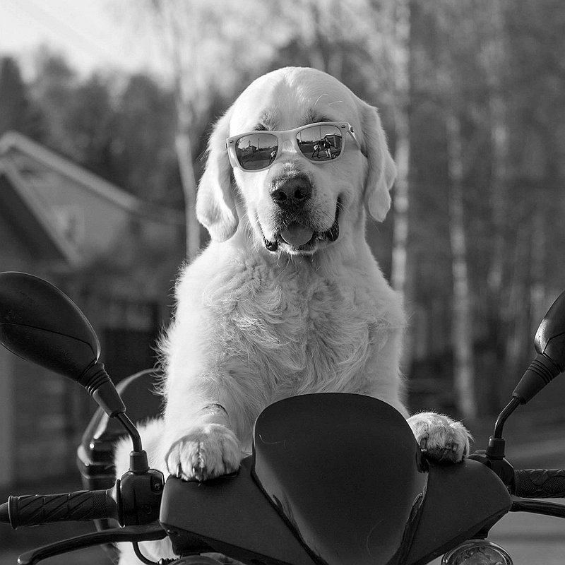 découvrez les risques de l'ail pour les chiens en 2025 et apprenez comment protéger votre compagnon à quatre pattes pour garantir sa sécurité et son bien-être.