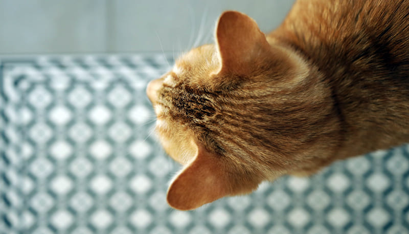 découvrez comment repérer et soigner les aphtes chez le chat en 2025, avec des conseils pratiques pour assurer le bien-être de votre animal.