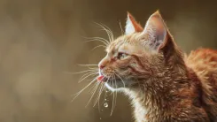 découvrez les causes possibles d'une bouche gonflée chez le chat, les symptômes associés et les conseils pour soulager votre animal rapidement.