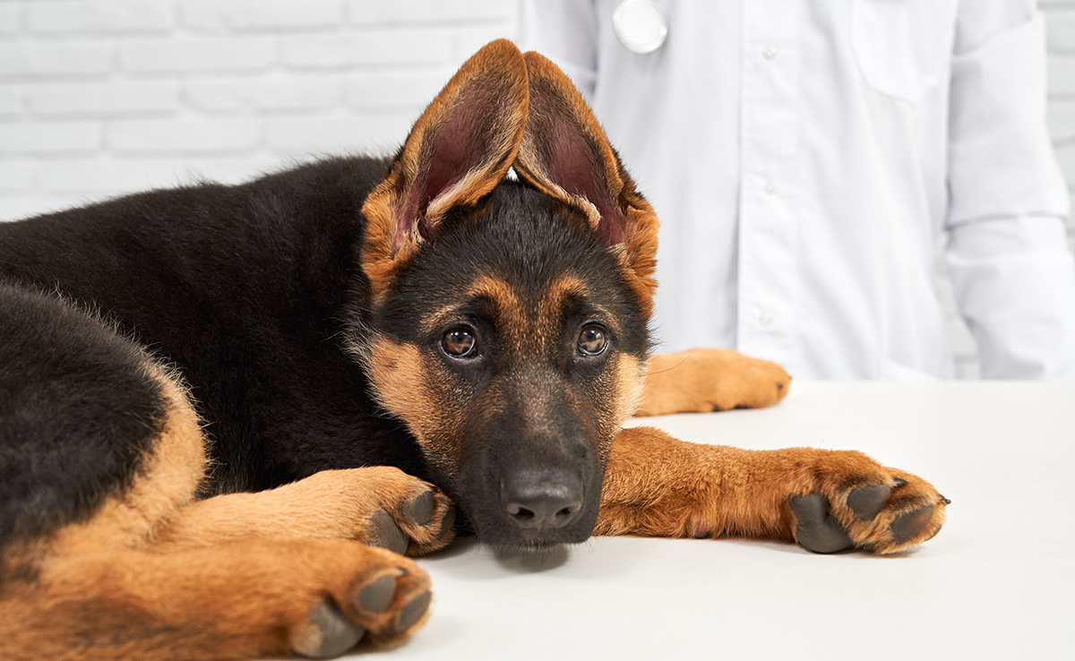 découvrez les principales causes d'un arrière-train bas chez le berger allemand, incluant problèmes de santé, posture et conseils pour le bien-être de votre chien.