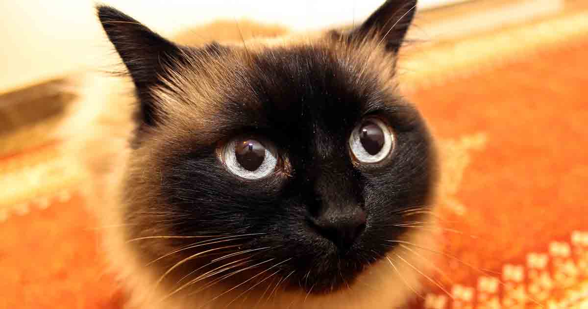 découvrez les causes courantes du changement de comportement chez le chat et trouvez des solutions efficaces pour aider votre compagnon à retrouver son équilibre.