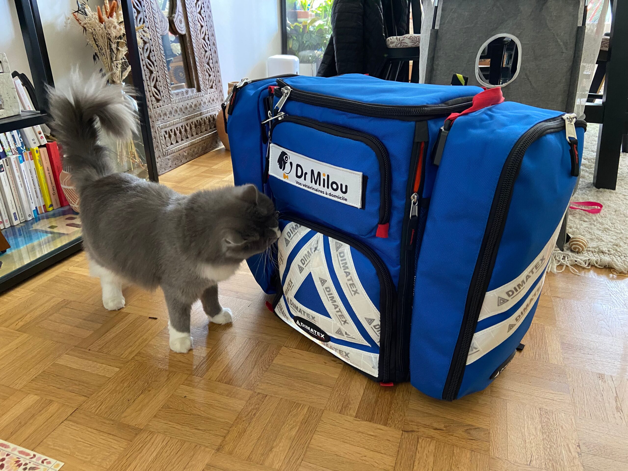 découvrez les causes possibles du changement de comportement de votre chat et les solutions pour y remédier efficacement.