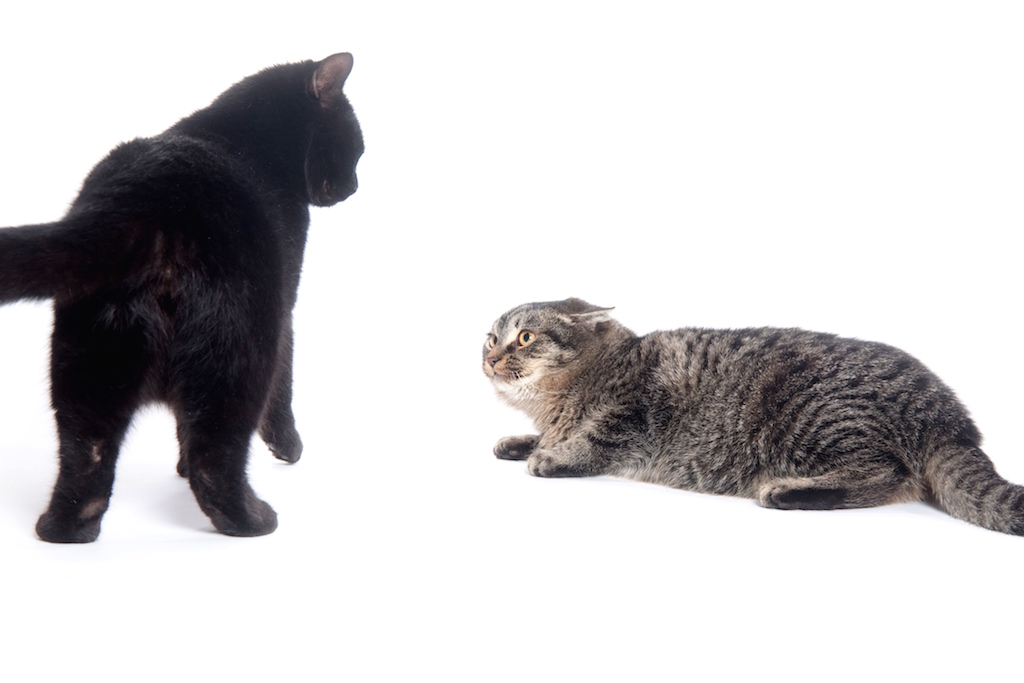 découvrez les principales causes du changement de comportement chez le chat et les solutions efficaces pour y remédier afin d'assurer son bien-être.