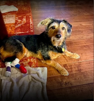 découvrez les causes possibles d'un arrière-train faible chez le chien, les symptômes à surveiller et les solutions pour améliorer sa mobilité et son confort.