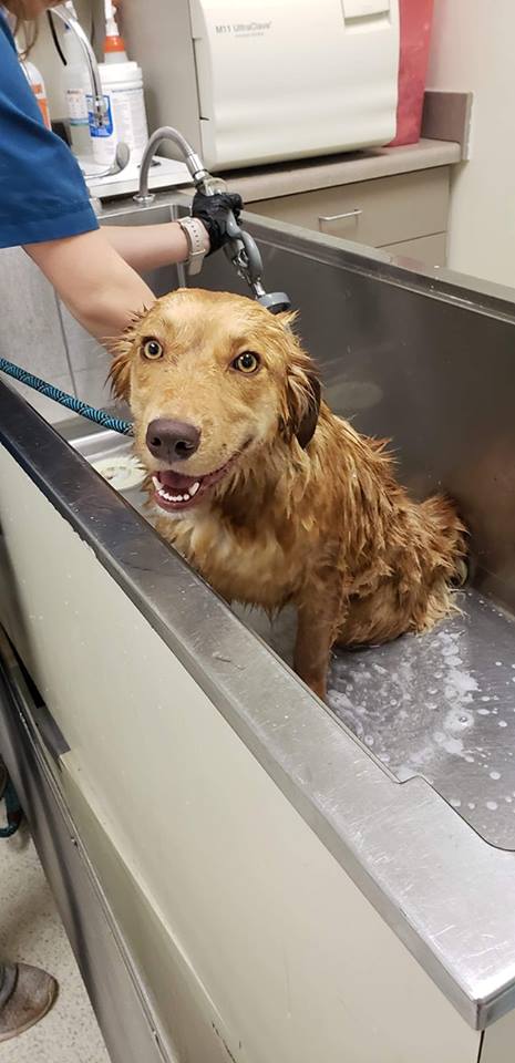 découvrez les causes possibles et les solutions pour un chien ayant des difficultés à marcher avec les pattes arrière. conseils vétérinaires et soins adaptés.