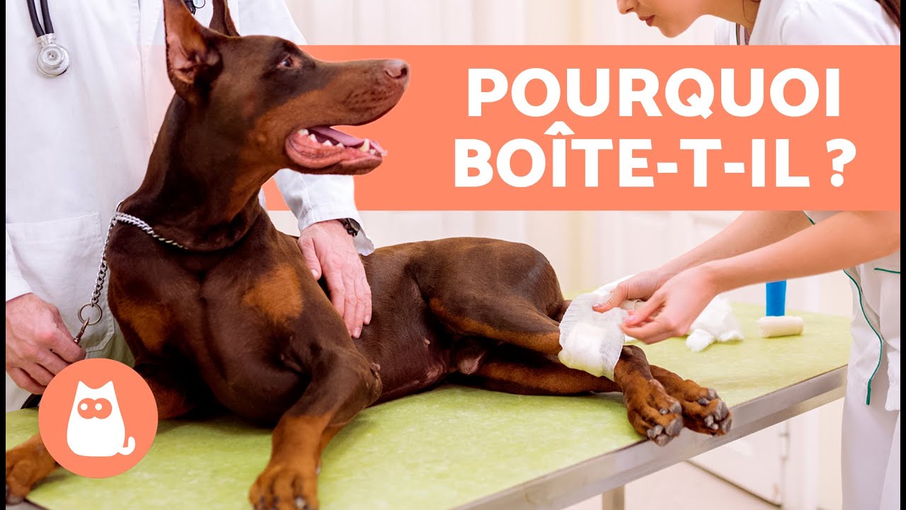 découvrez les causes possibles et les solutions pour un chien ayant des difficultés à marcher avec son train arrière. conseils vétérinaires et soins adaptés pour améliorer sa mobilité.