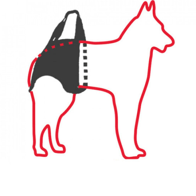 découvrez les causes possibles et les solutions pour un chien ayant des difficultés à marcher sur ses pattes arrière.