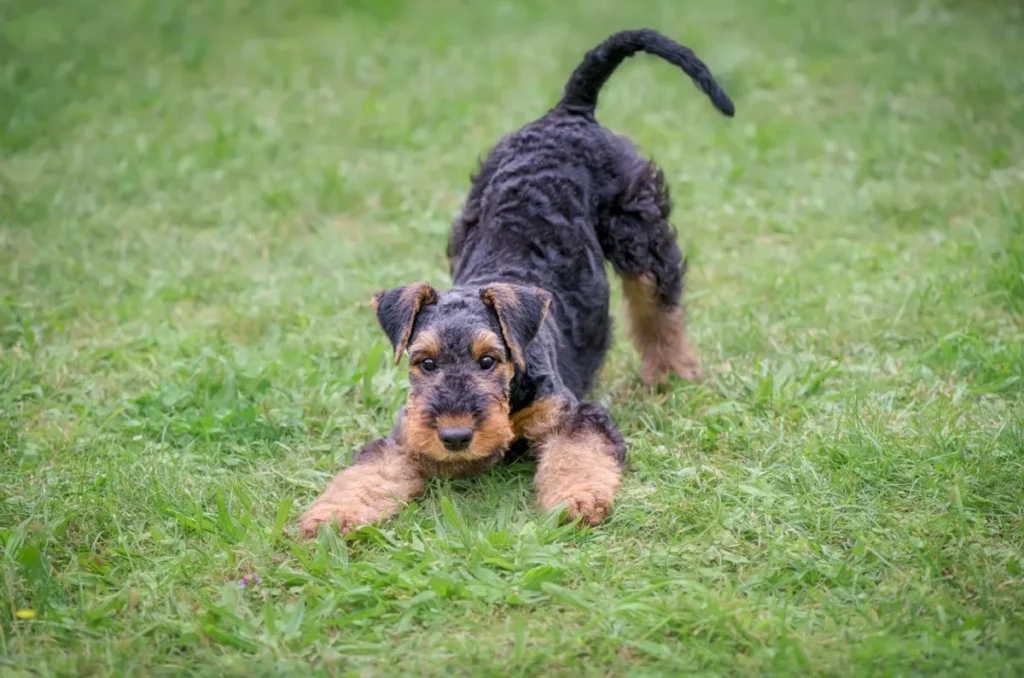découvrez les causes des bruits de ventre chez le chien et quand ces sons peuvent être source d'inquiétude pour la santé de votre compagnon.