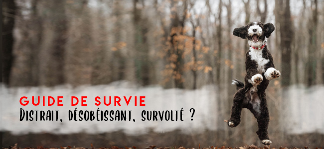 découvrez les principales causes pour lesquelles votre chien ne marche plus et les solutions efficaces pour l'aider à retrouver sa mobilité et son bien-être.