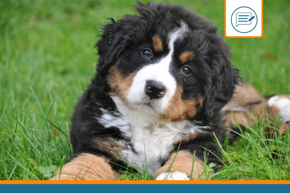 découvrez les causes possibles pour lesquelles votre chien ne peut plus se lever et les solutions adaptées pour l'aider à retrouver sa mobilité et son bien-être.