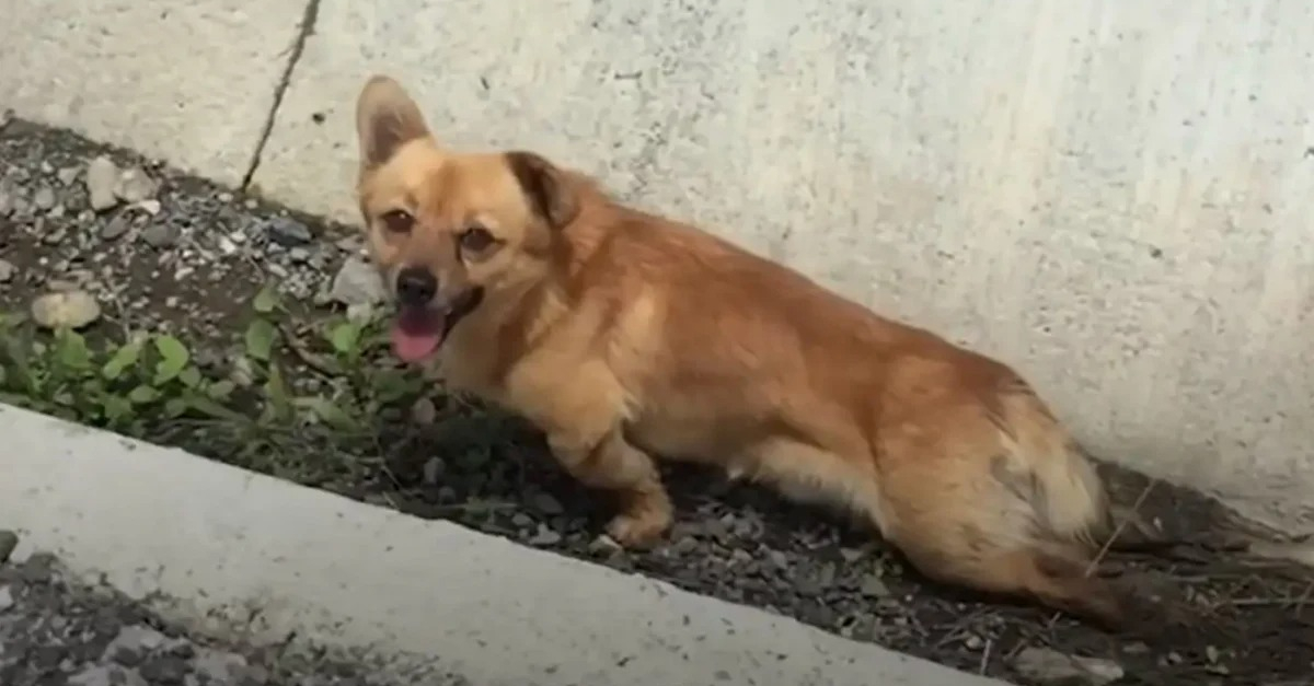 découvrez que faire si votre chien est paralysé : conseils pratiques, soins adaptés et solutions pour améliorer son bien-être au quotidien.