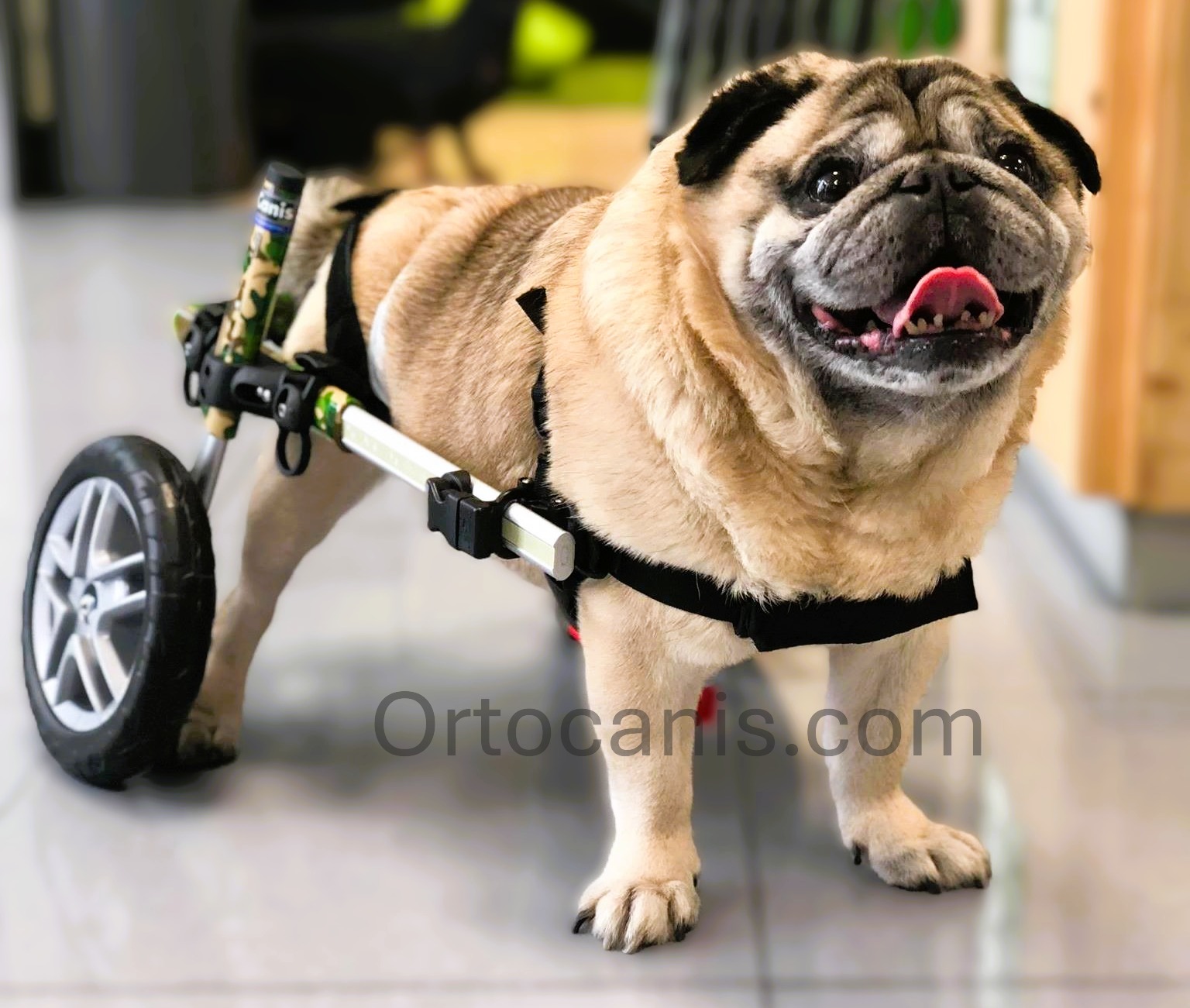 découvrez les causes possibles de la perte d'équilibre chez votre chien à l'arrière et apprenez les solutions efficaces pour l'aider à retrouver sa stabilité et son bien-être.