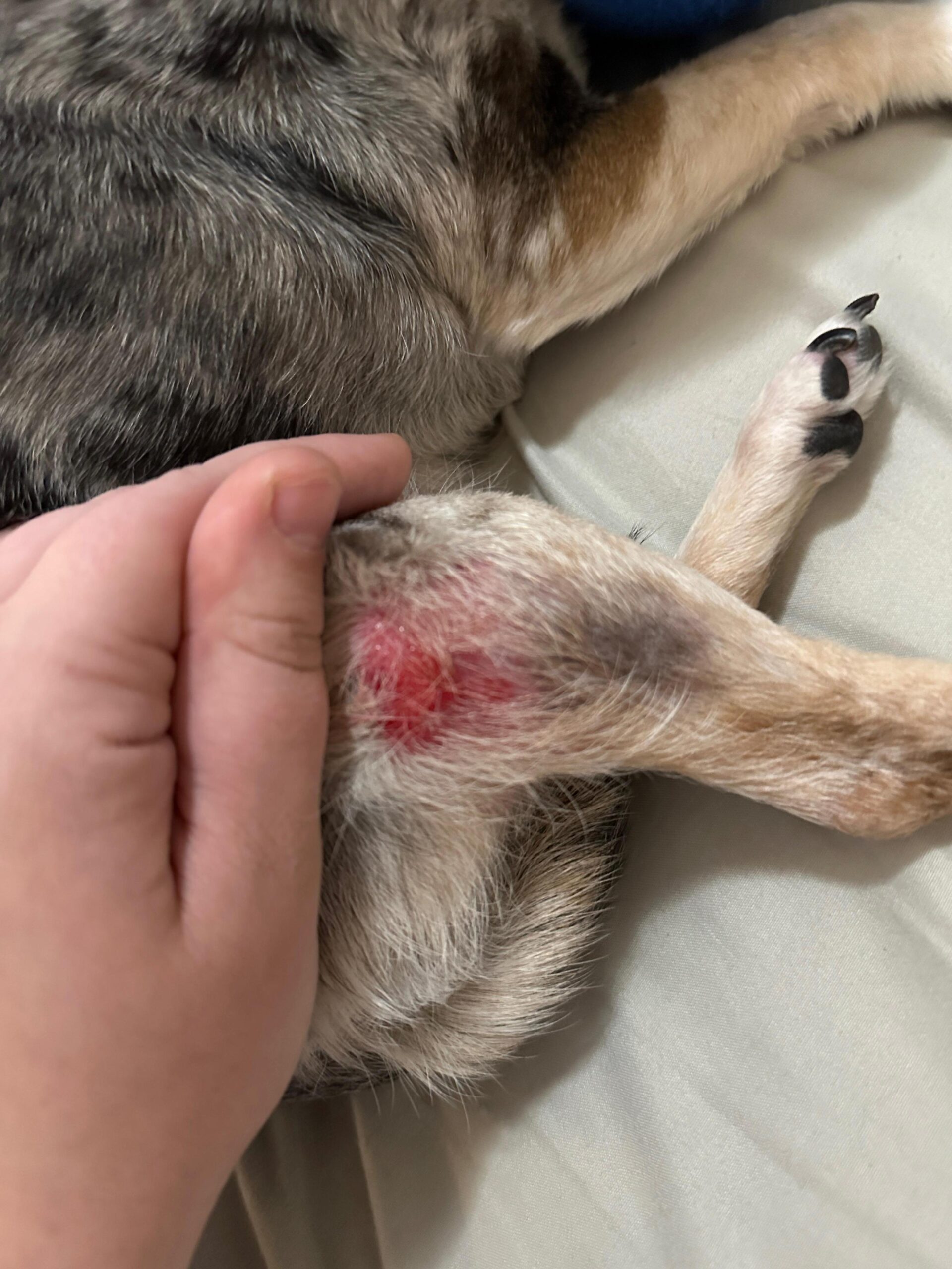 découvrez les causes des flatulences chez le chien et les solutions efficaces pour y remédier afin d'assurer le bien-être de votre compagnon.