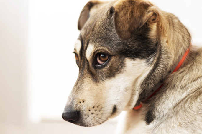 découvrez les causes des flatulences chez le chien et les solutions pour y remédier afin d'améliorer son confort et sa santé.