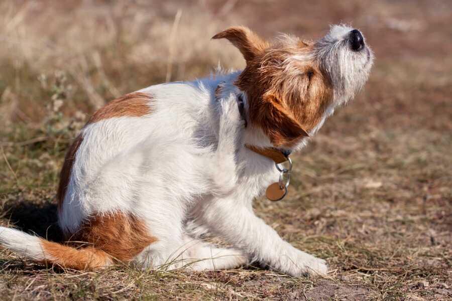 découvrez les principales causes qui poussent un chien à se gratter et les solutions efficaces pour soulager votre compagnon à quatre pattes.