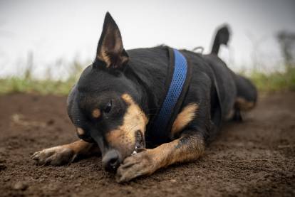 découvrez pourquoi votre chien se lèche les pattes avant de dormir, les raisons possibles et ce que cela signifie pour son bien-être.