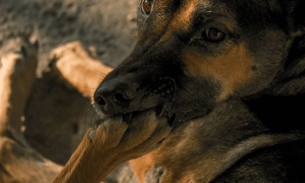 découvrez pourquoi votre chien se lèche les pattes avant de dormir et ce que ce comportement signifie pour son bien-être.