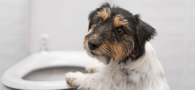 découvrez la race unique du chien sang-selle, ses caractéristiques distinctives et ses particularités qui en font un compagnon exceptionnel.