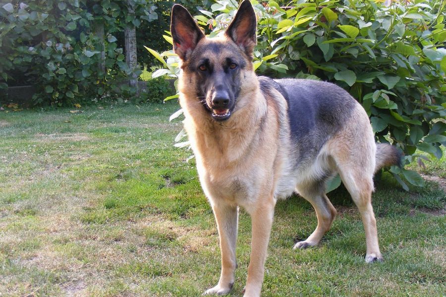 découvrez les causes possibles d'un train arrière bloqué sur votre chien et les solutions adaptées pour améliorer son confort et sa mobilité.