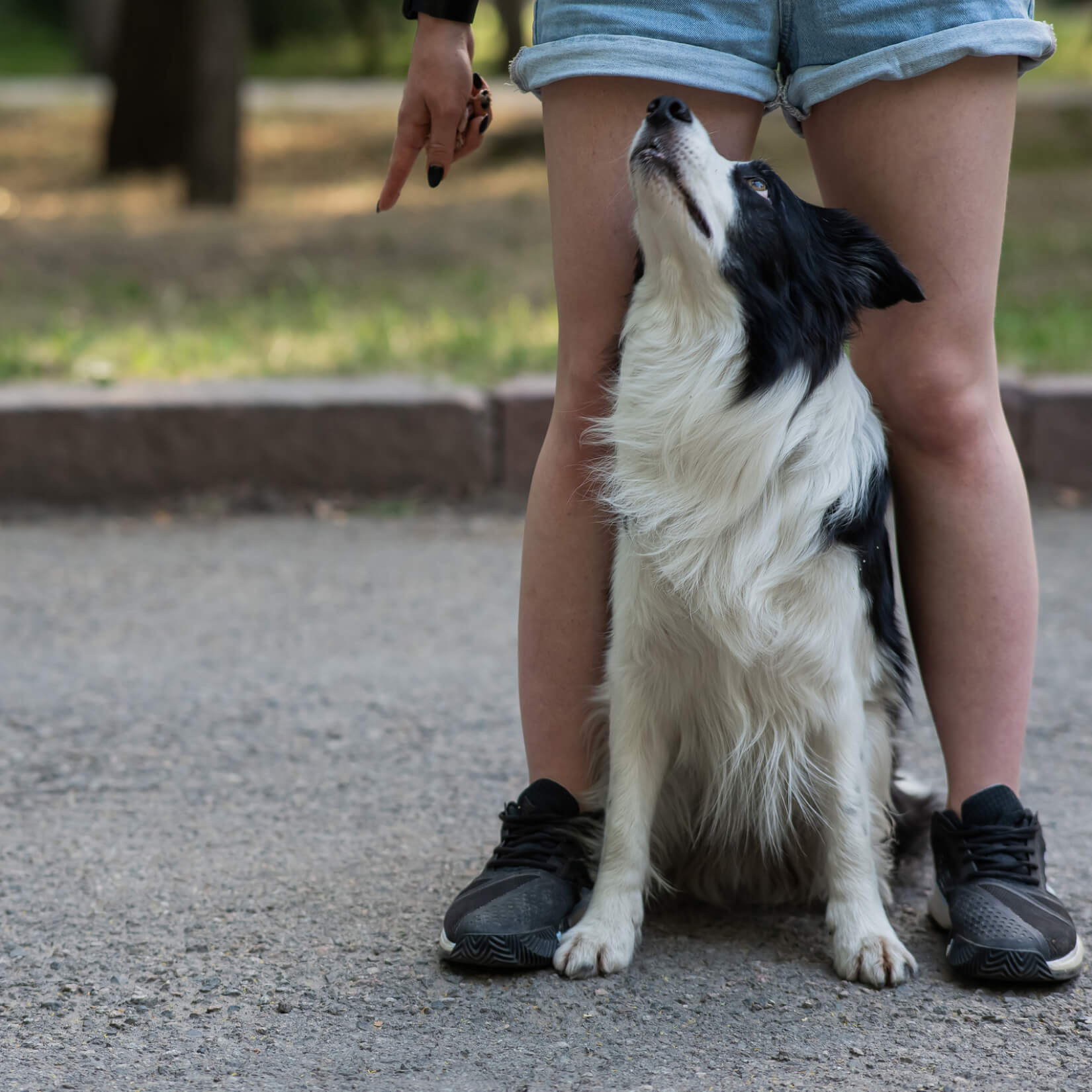 découvrez les causes courantes du train arrière bloqué chez le chien et les solutions efficaces pour soulager votre animal. conseils vétérinaires et traitements adaptés pour améliorer sa mobilité.