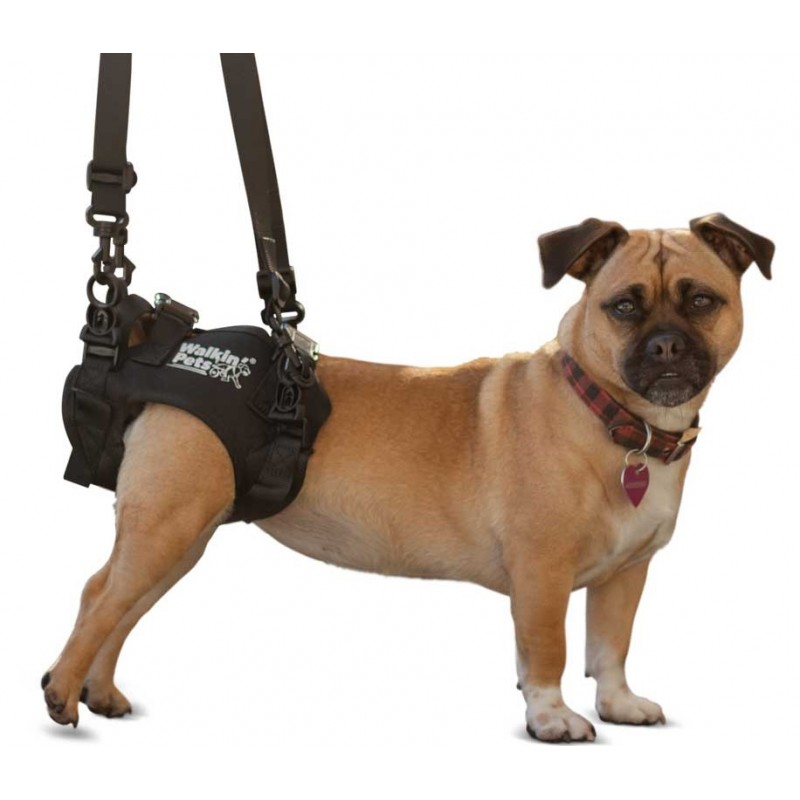 découvrez les gestes essentiels et conseils pratiques pour aider un chien dont le train arrière est bloqué, afin d'améliorer son confort et sa mobilité.