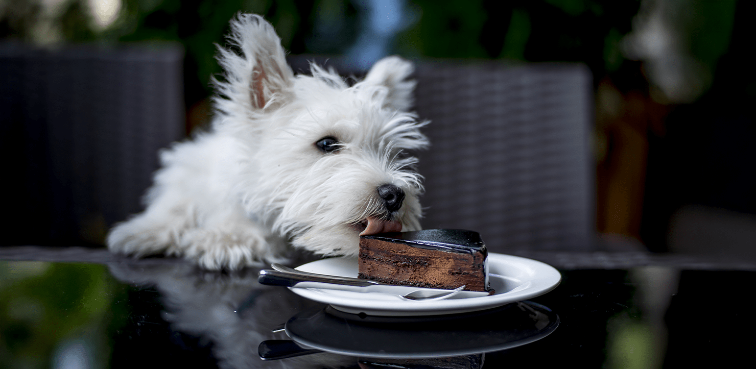 découvrez les causes possibles lorsque le ventre de votre chien gargouille et qu'il refuse de manger, ainsi que les solutions pour soulager son inconfort et préserver sa santé.